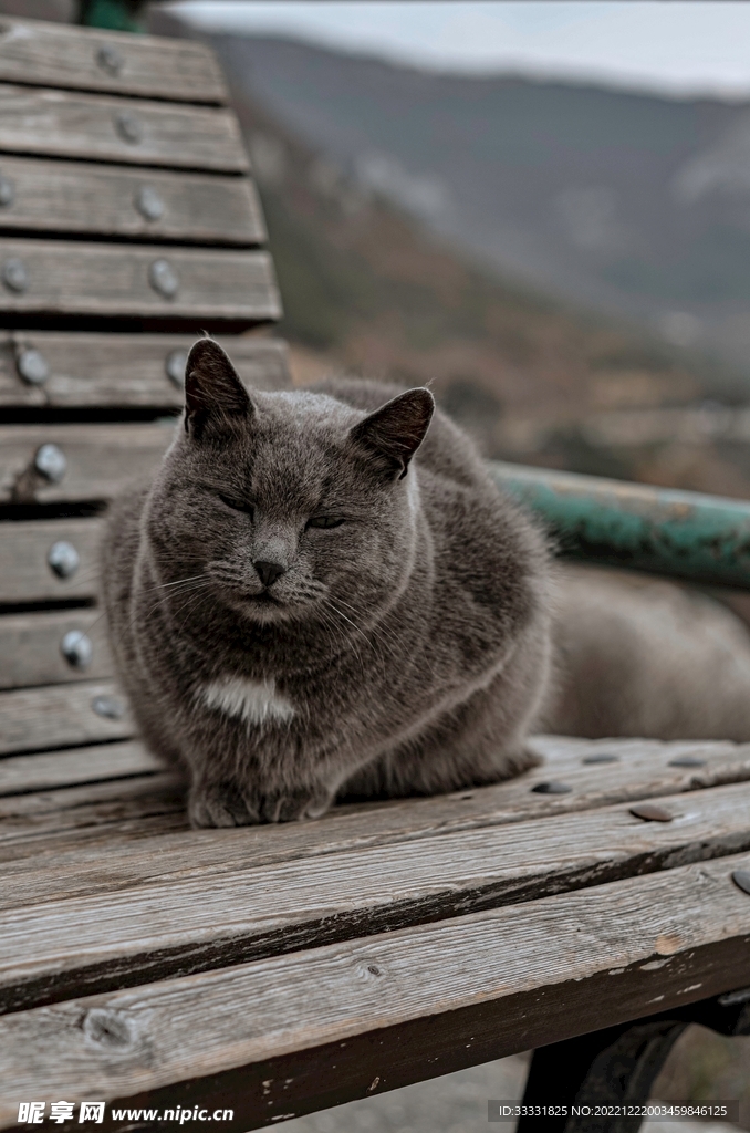 猫