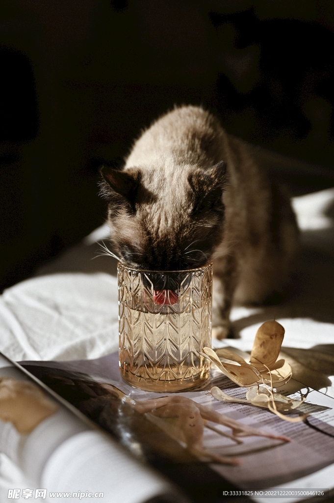 猫