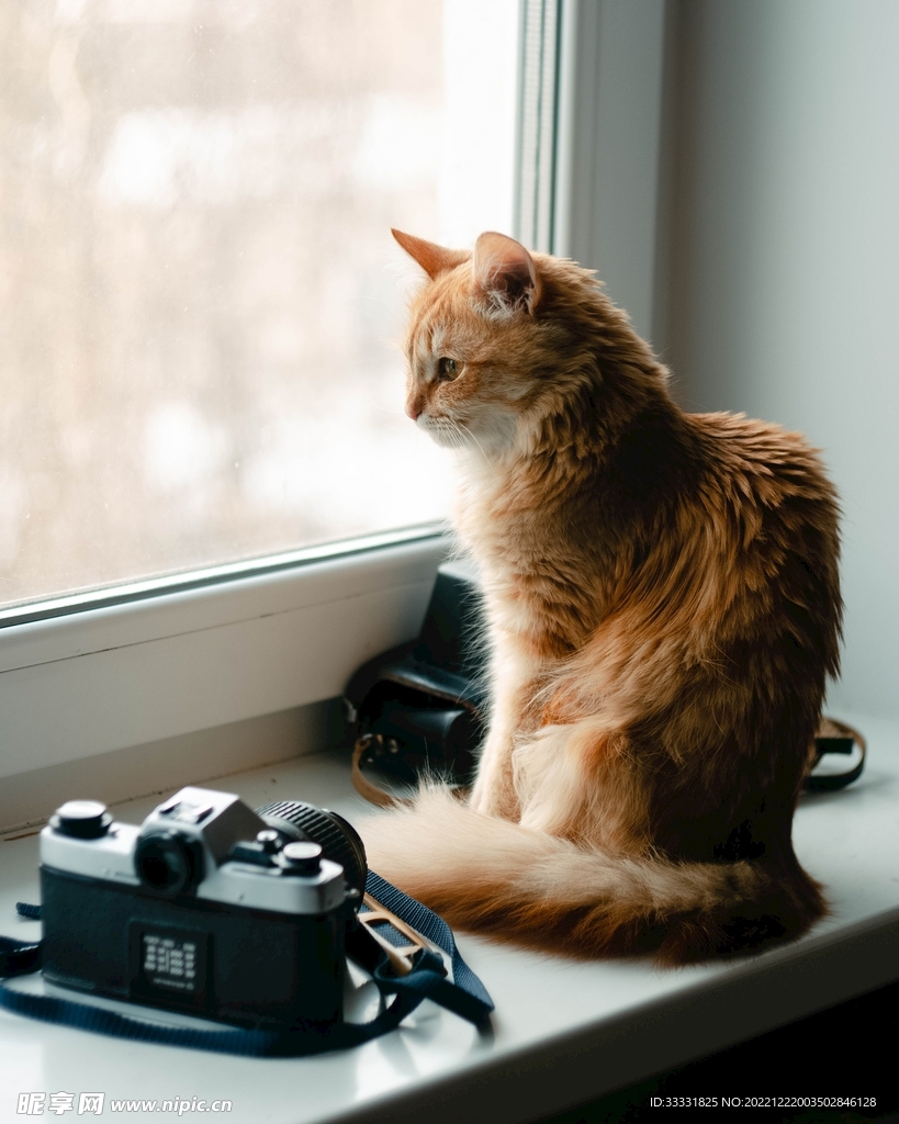 猫