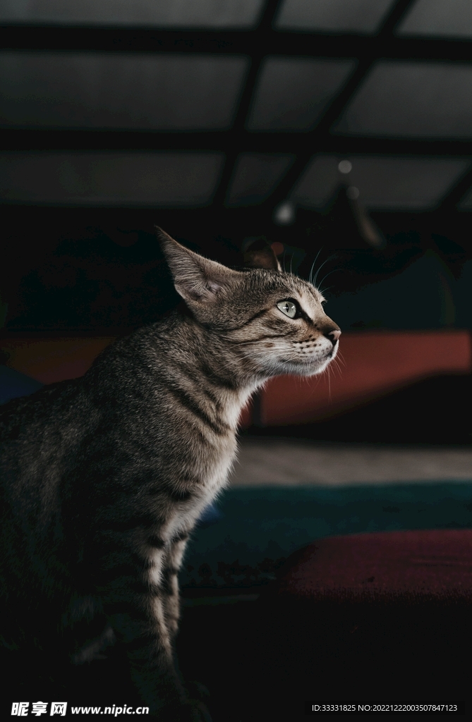 猫