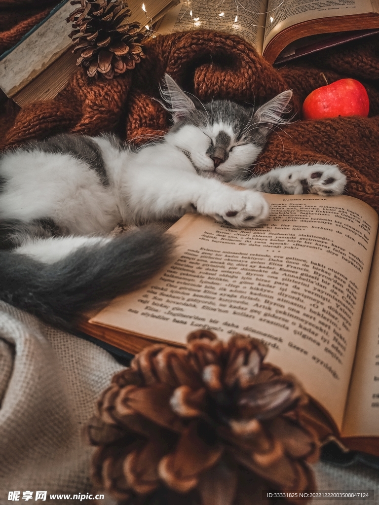 猫