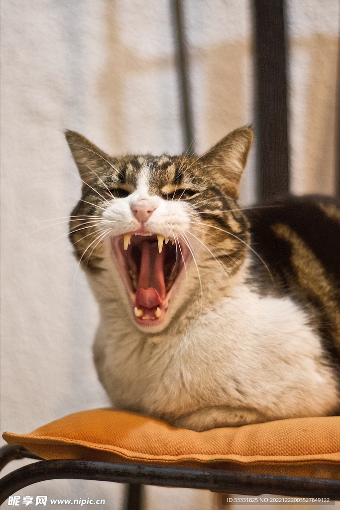 猫