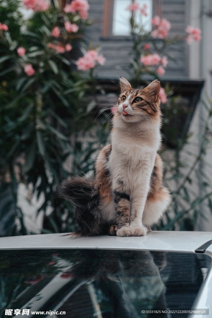 猫