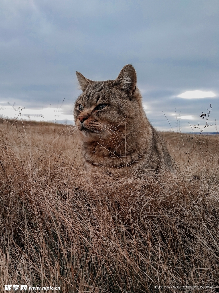 猫
