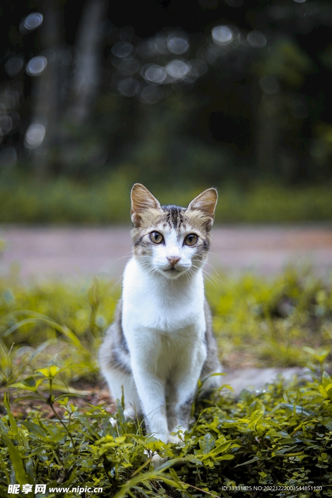 猫