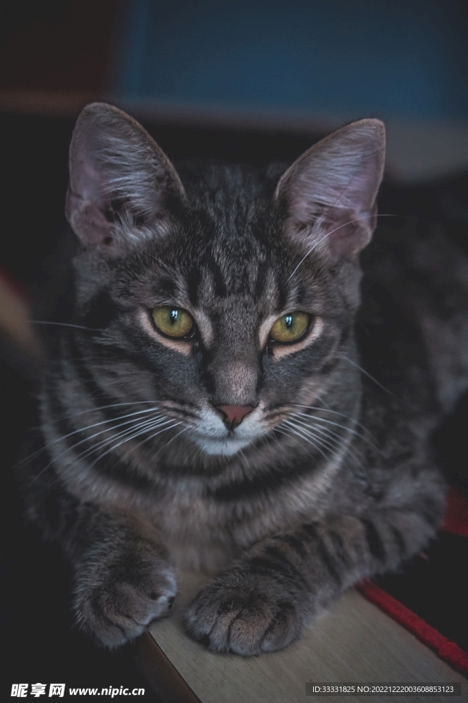 猫