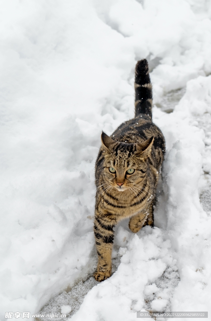 猫