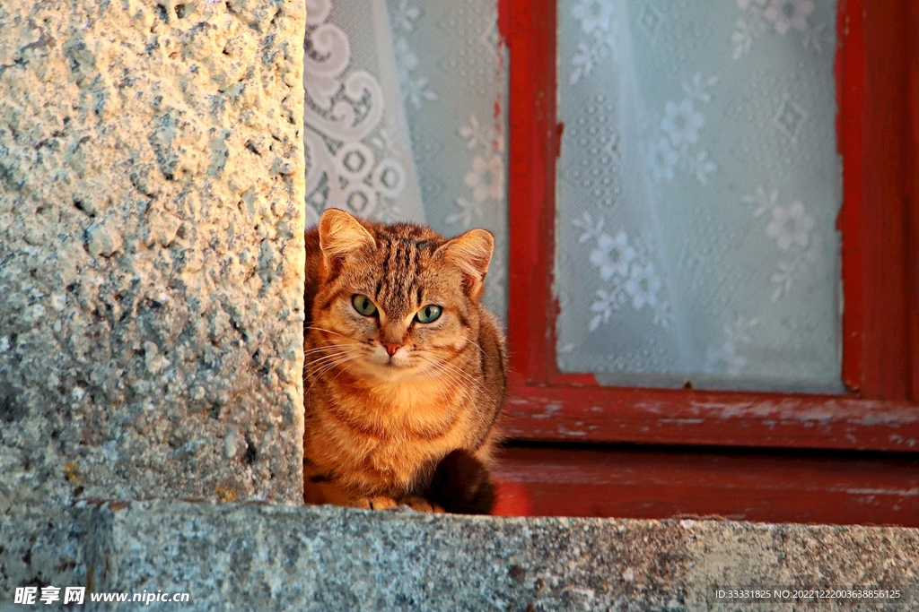 猫