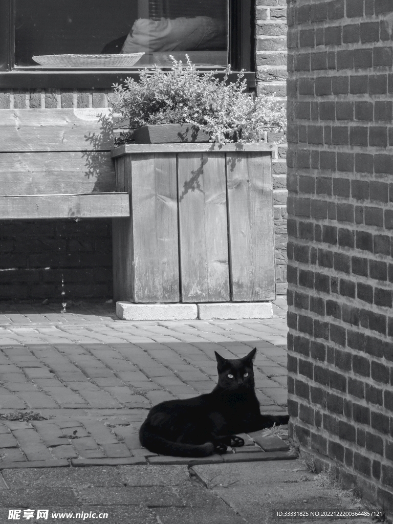 猫