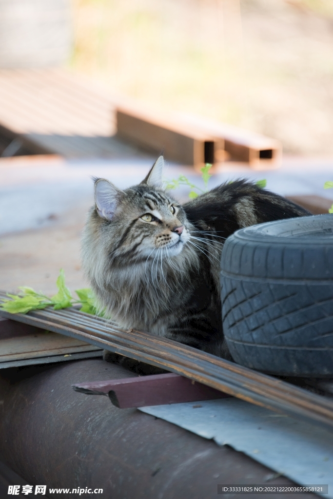 猫