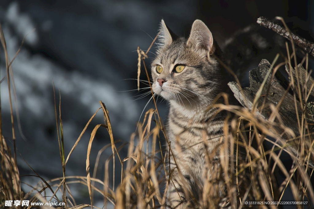 猫