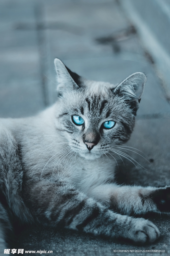 猫