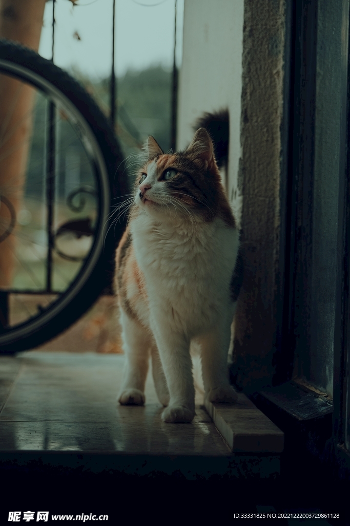 猫