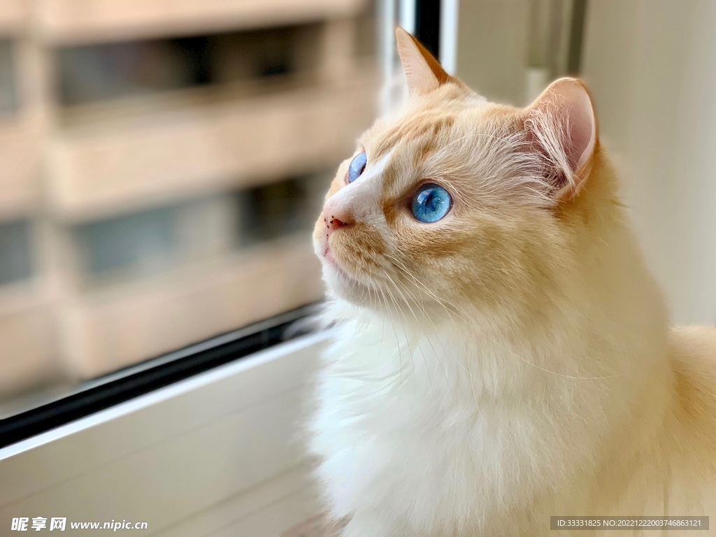 猫摄影图__家禽家畜_生物世界_摄影图库_昵图网