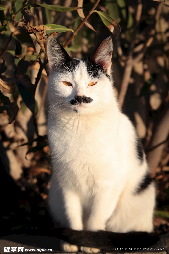 猫