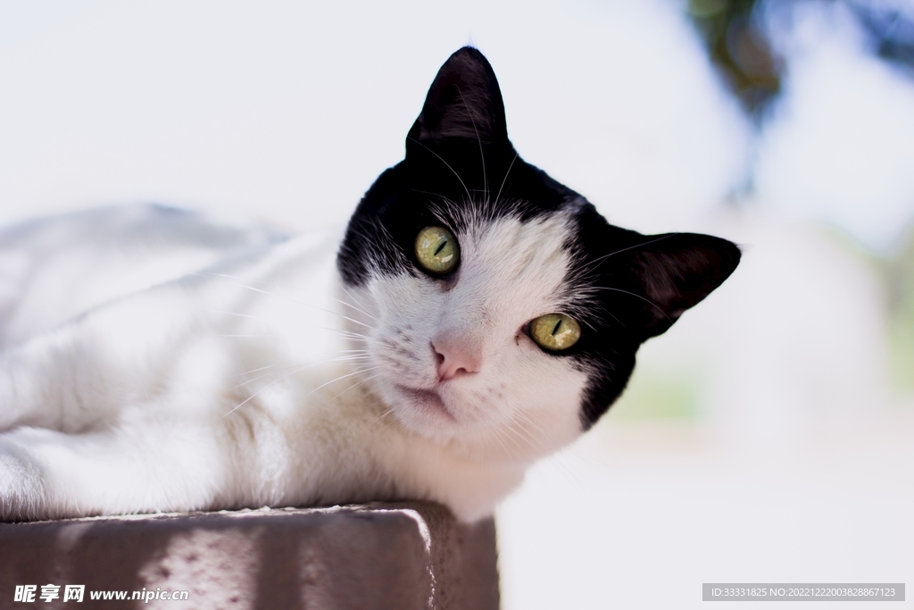 猫