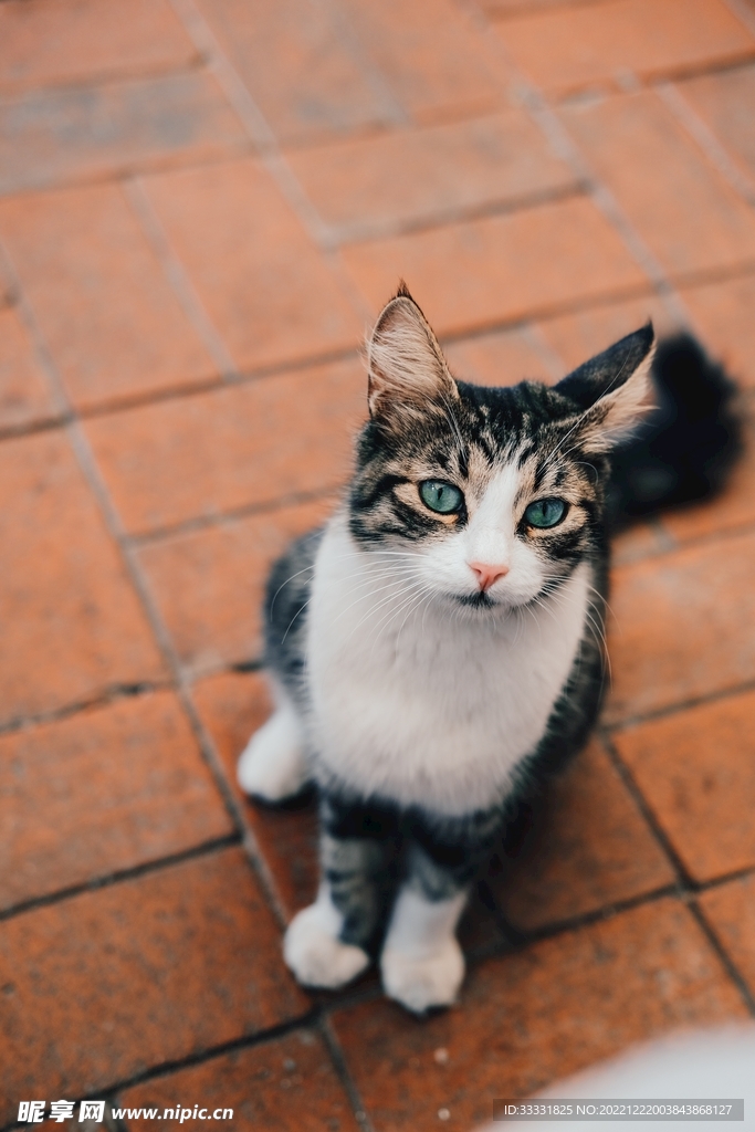 猫