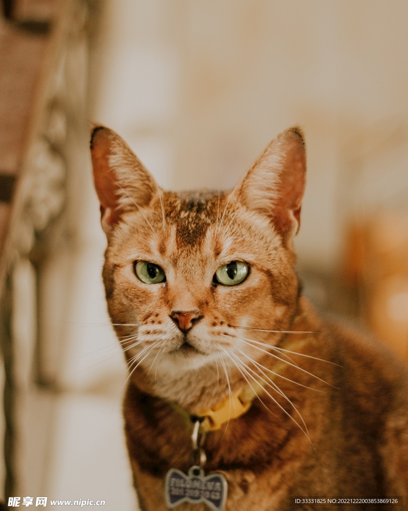 猫