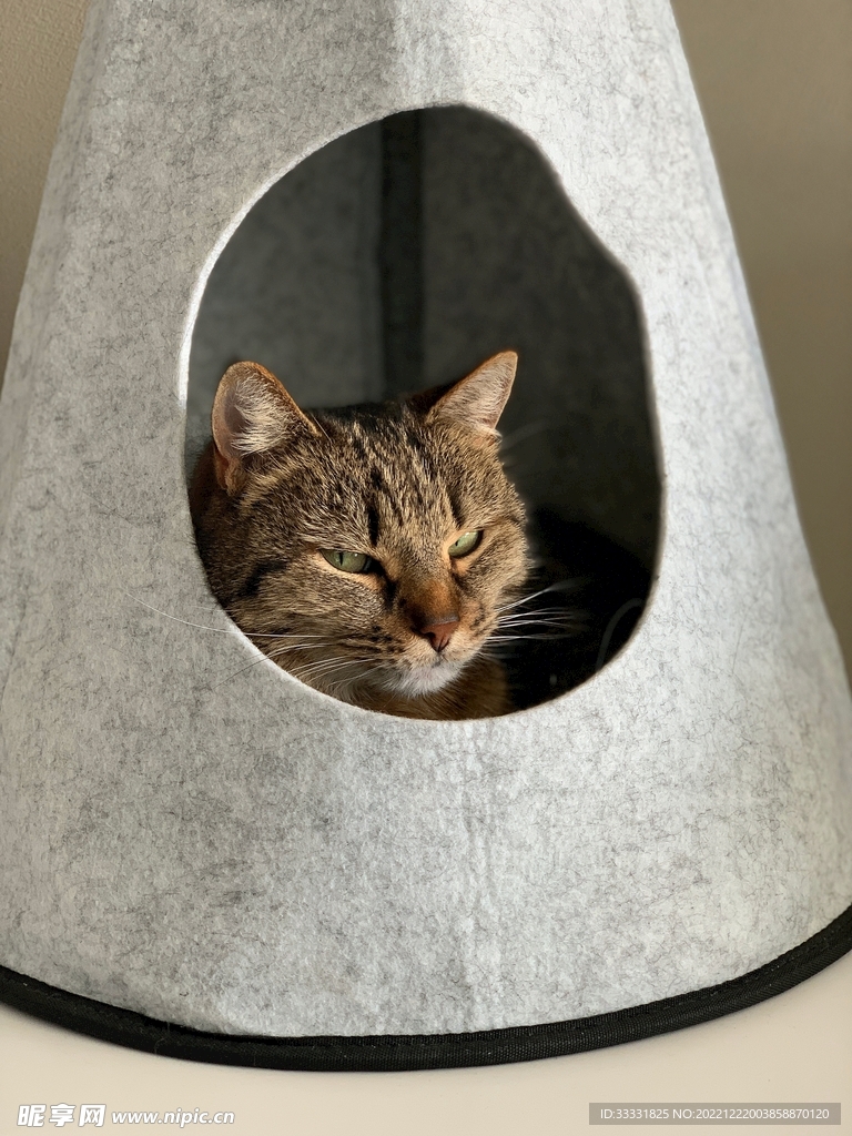 猫