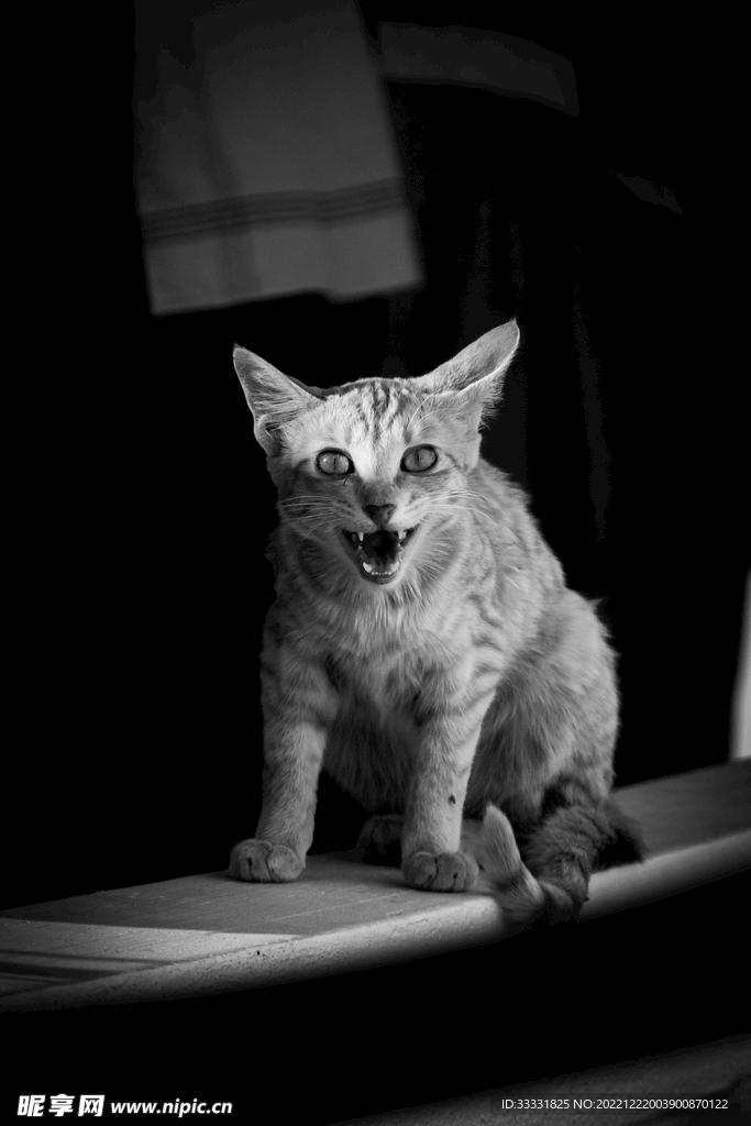 猫