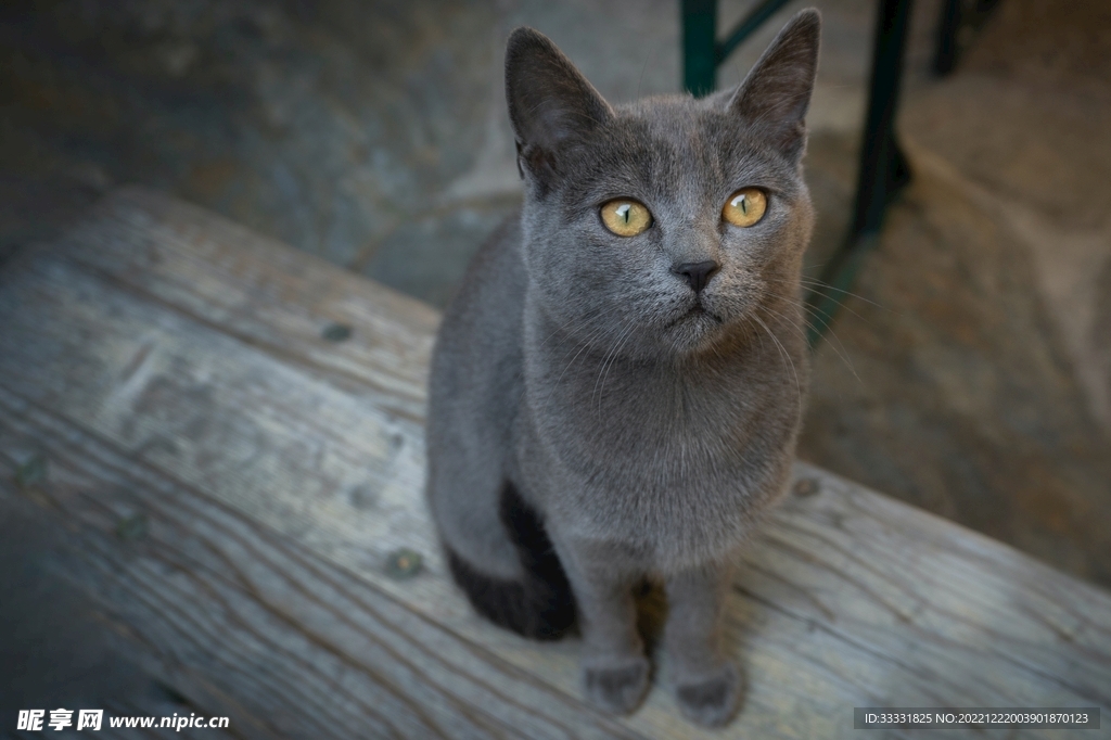猫