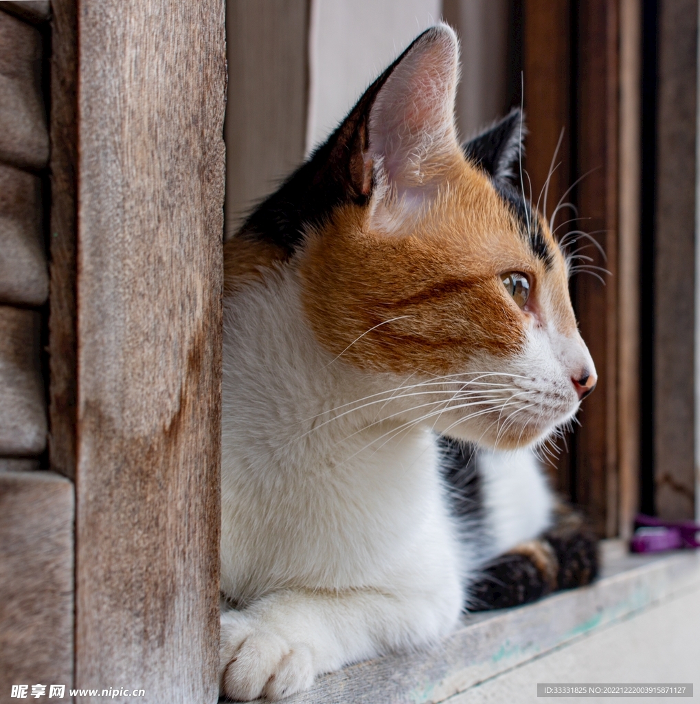 猫