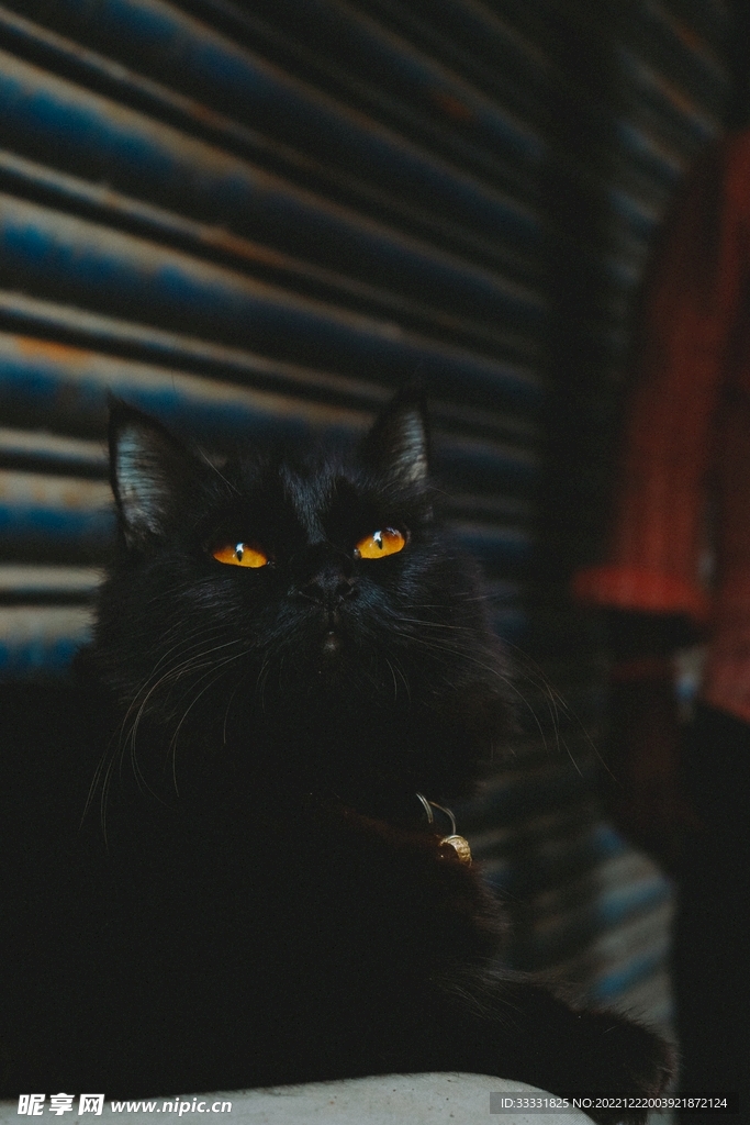 猫