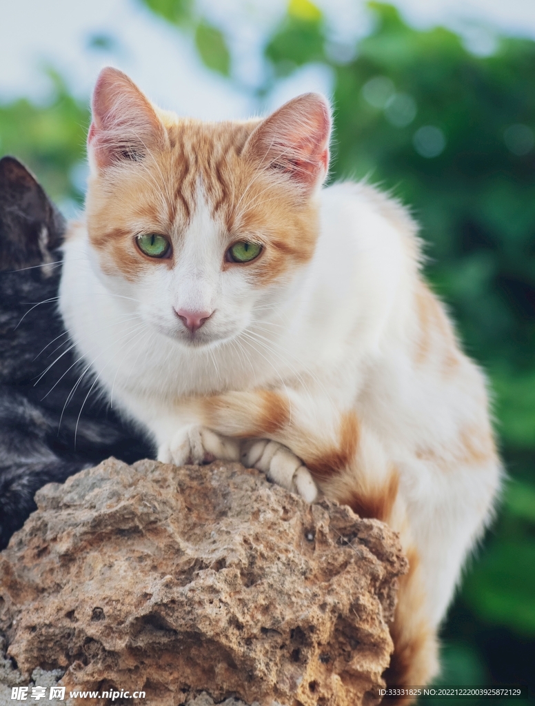 猫