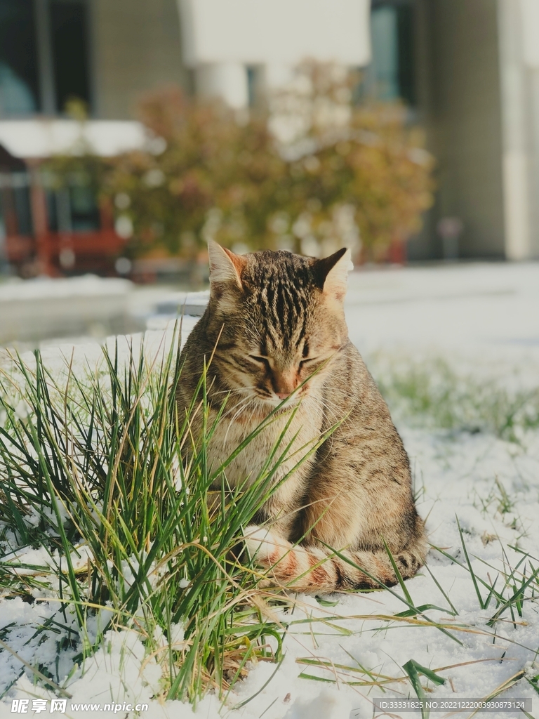猫