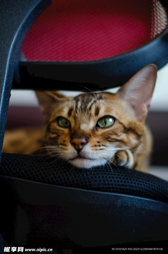 猫