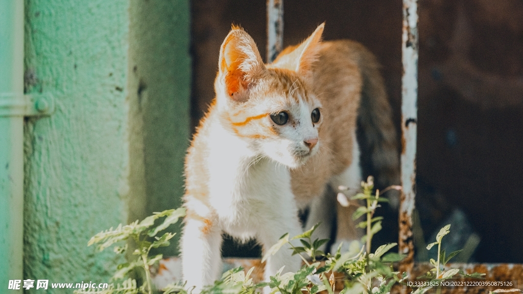 猫