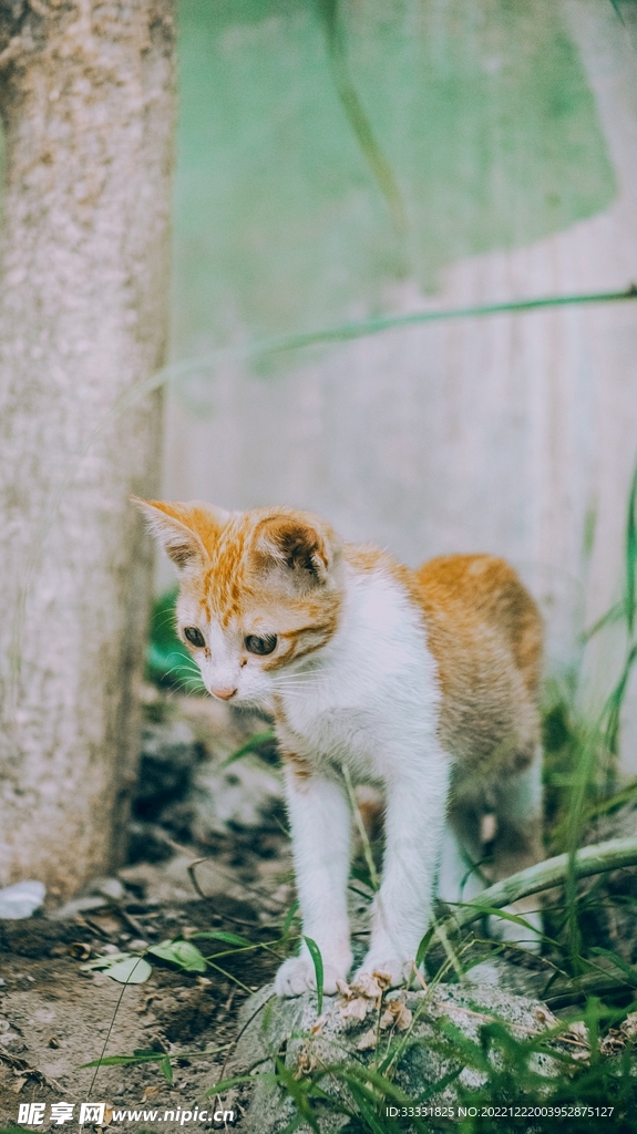 猫