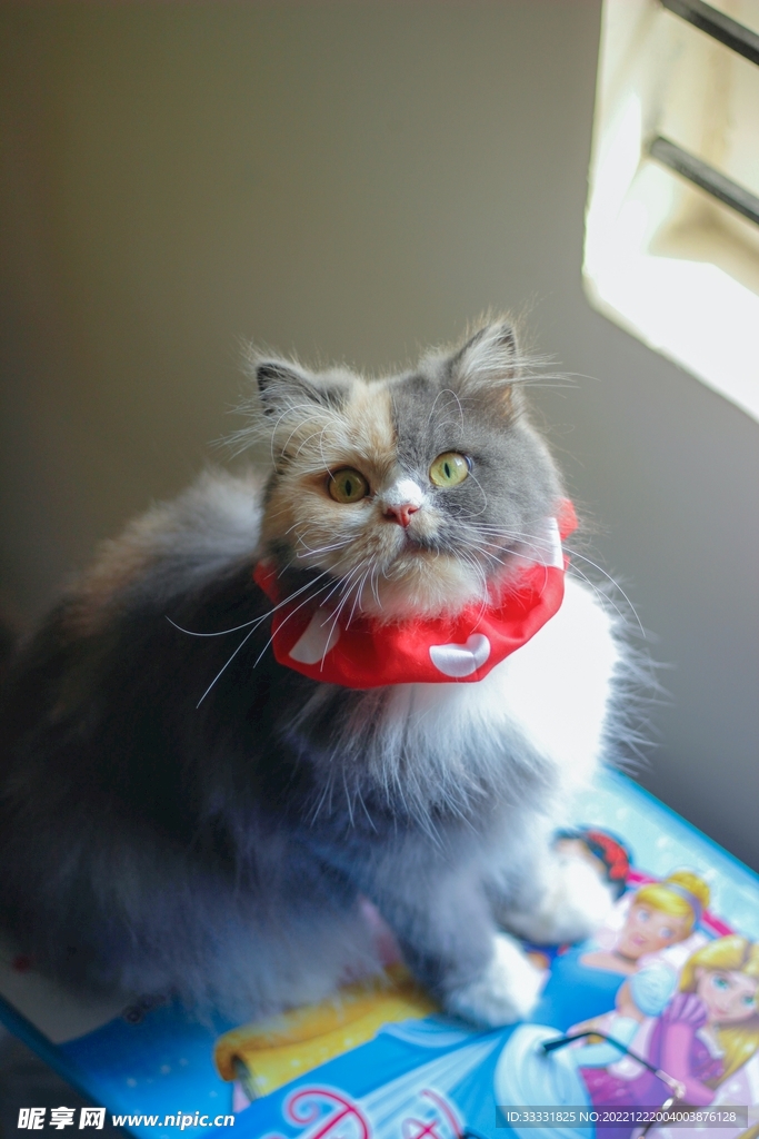 猫