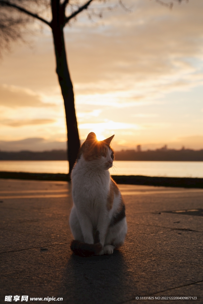 猫