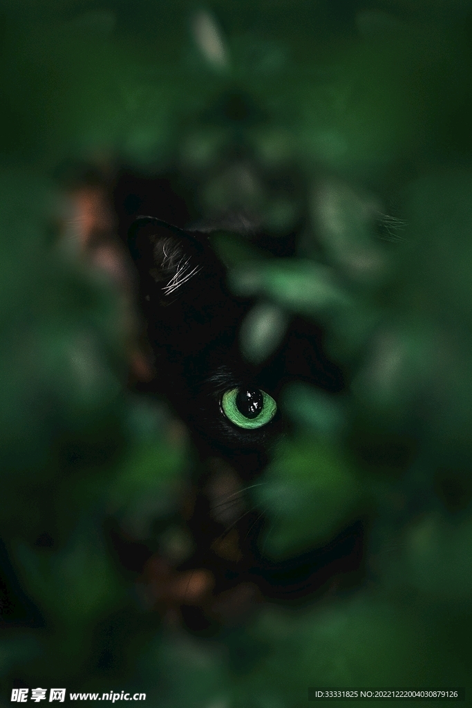 猫