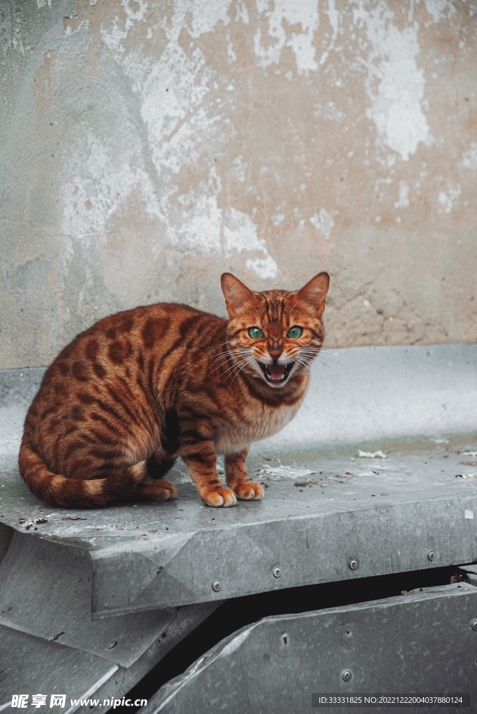 猫