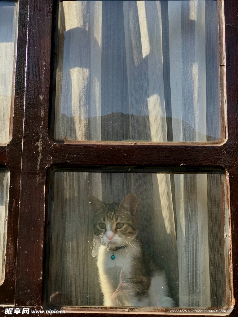 猫