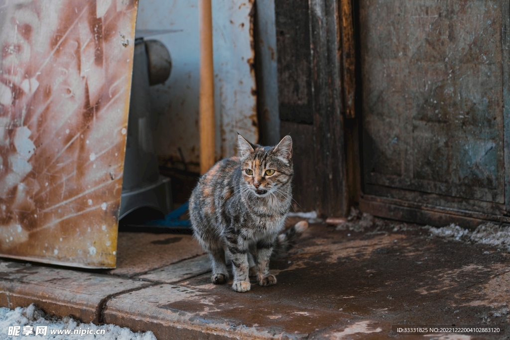 猫