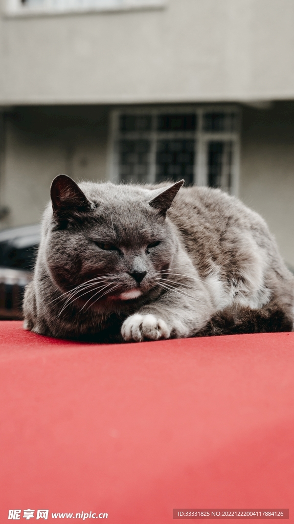猫