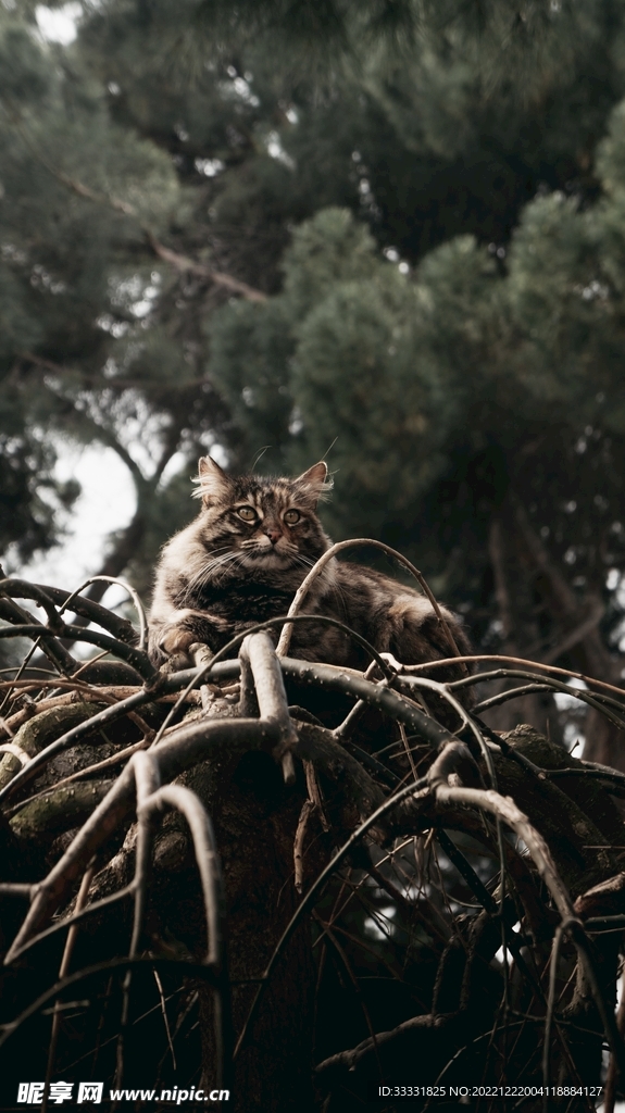 猫