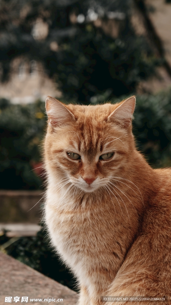 猫