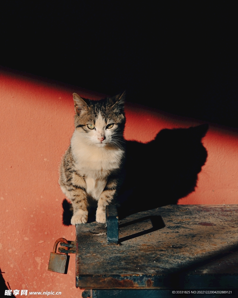 猫