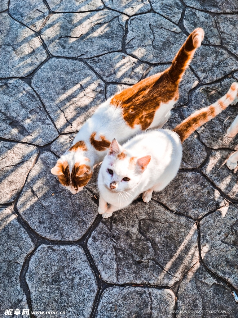 猫