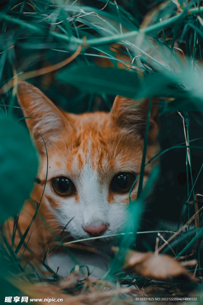 猫