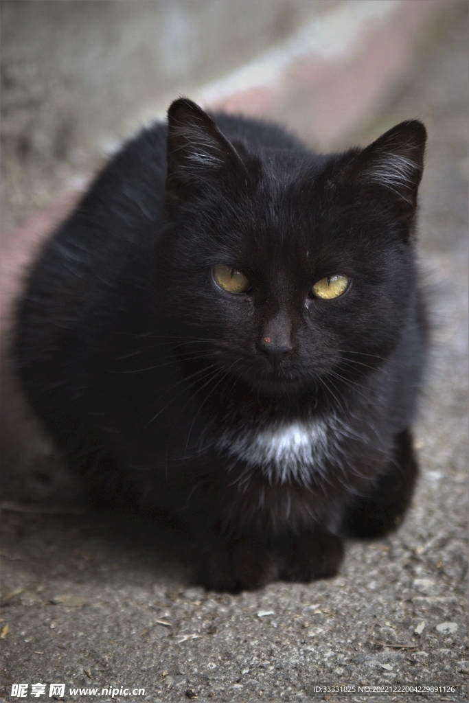 猫