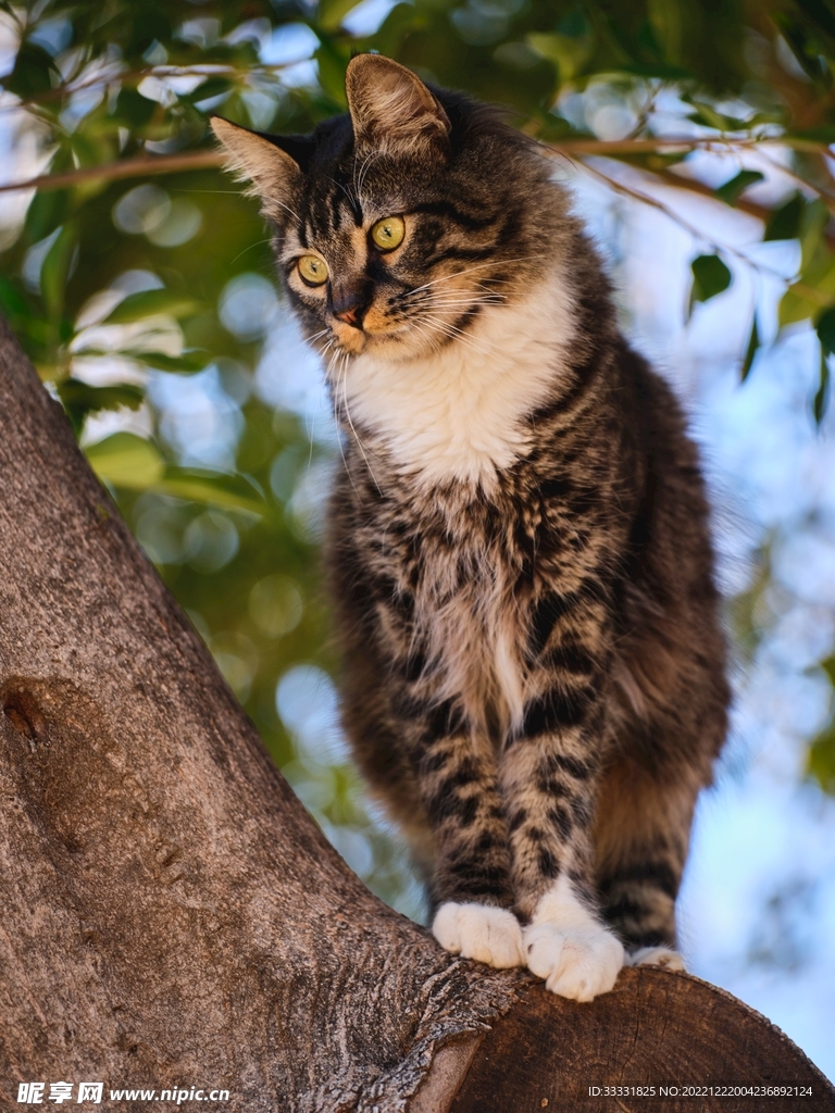 猫