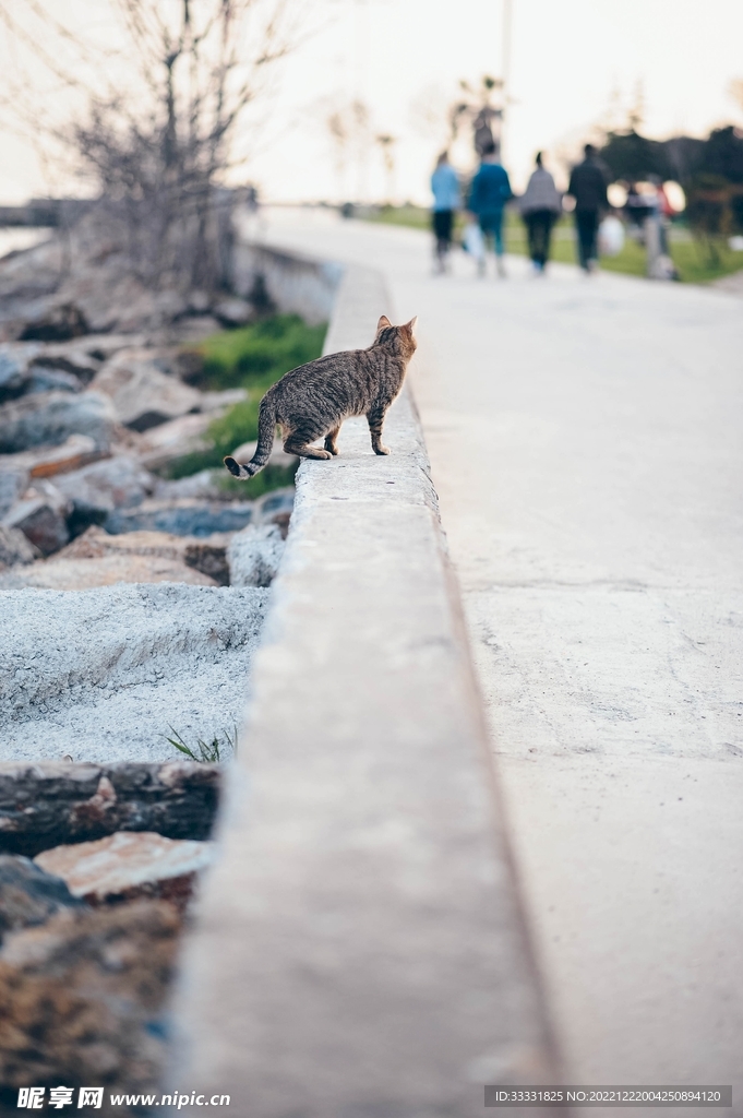猫