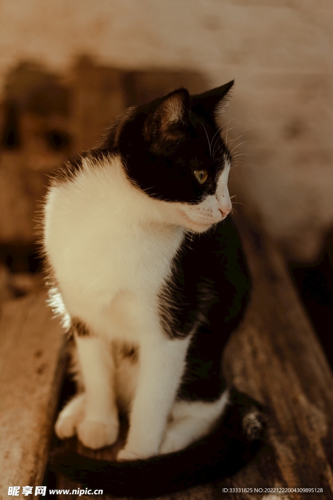 猫