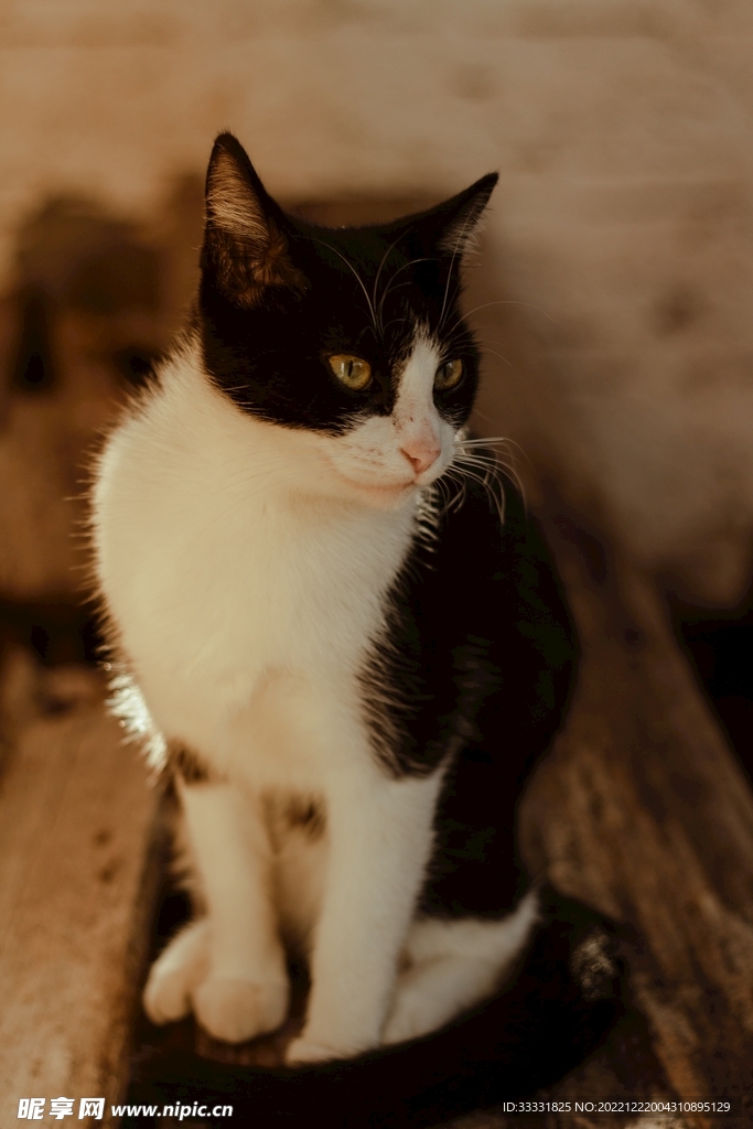 猫