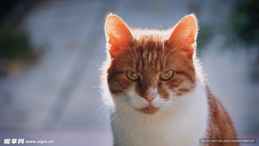 猫